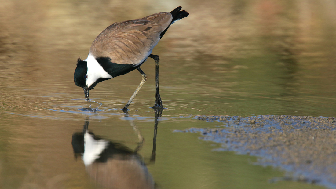 Spur-winged Lapwing, Spiro's Beach Pools, April 2015