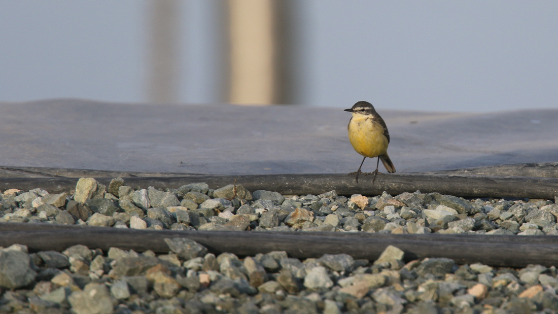 Blue-headed Wagtail, Larnaca Sewage Works, April 2015