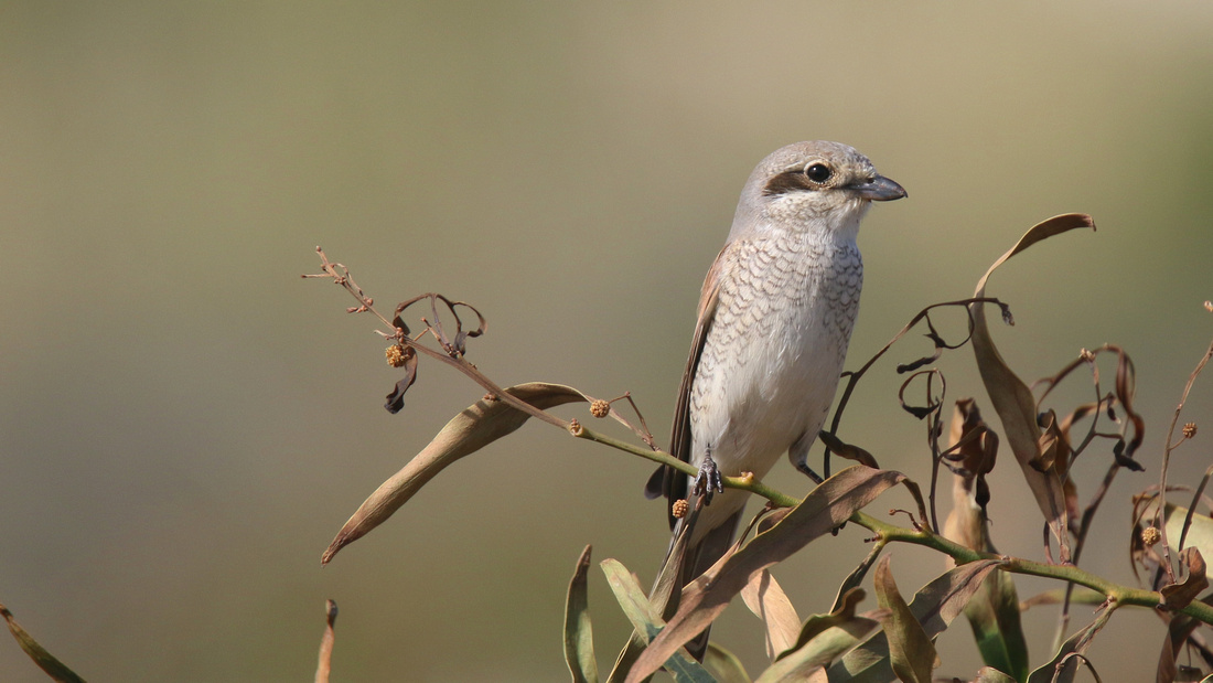 Red-backed Shrike, Cape Greco, April 2015