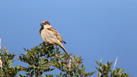 House Sparrow, Cape Greco, April 2015