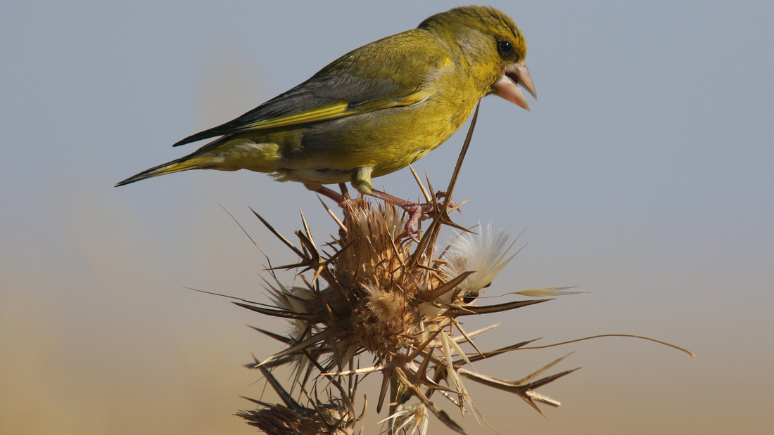 Greenfinch, Larnaca, April 2015