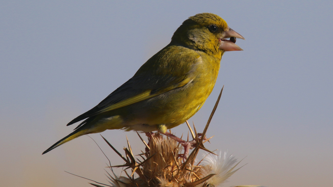 Greenfinch, Larnaca, April 2015