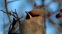 Waxwing, South Shield, February 2015