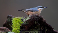 Nuthatch, Forest of Dean 2014