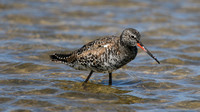 Spotted Redshank, Lady's Mile, April 2015