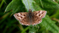 Dingy Skipper, Cotley Hill, May 2015