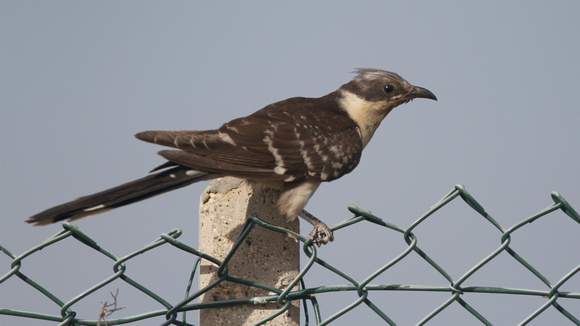 Great-spotted Cuckoo, Larnaca sewage works 2014