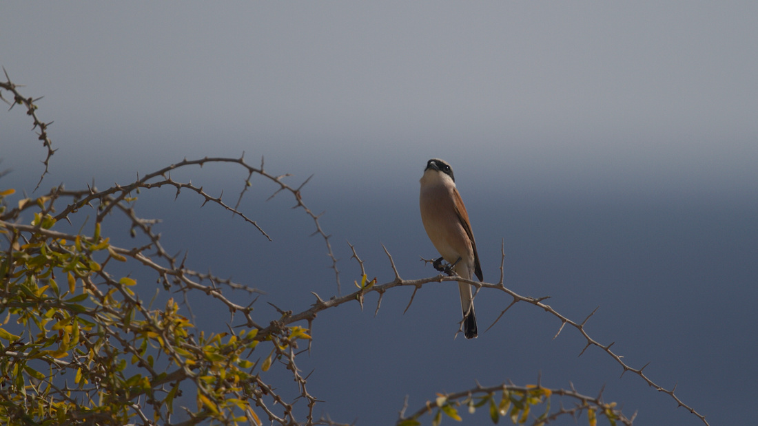 Red-backed Shrike, Cape Greco 2014