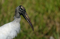 Wood Stork, Florida Everglades, February 2020