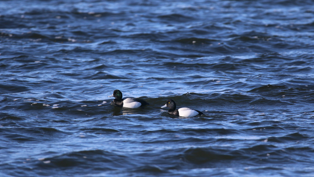 Greater Scaup, Moray Firth, February 2016