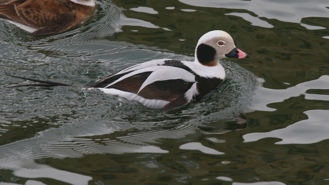 Long-tailed Duck, Lossiemouth, February 2016
