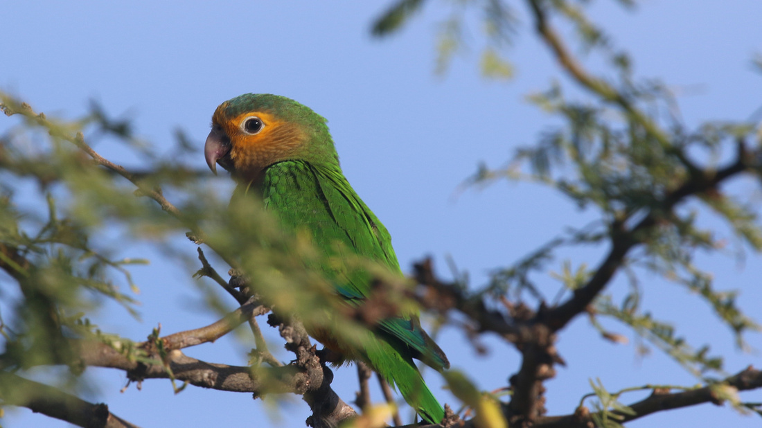Brown-throated Parakeet, Bubali Pond, Aruba, November 2015