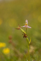 Wasp Orchid, Rodbrough Common, June 2022