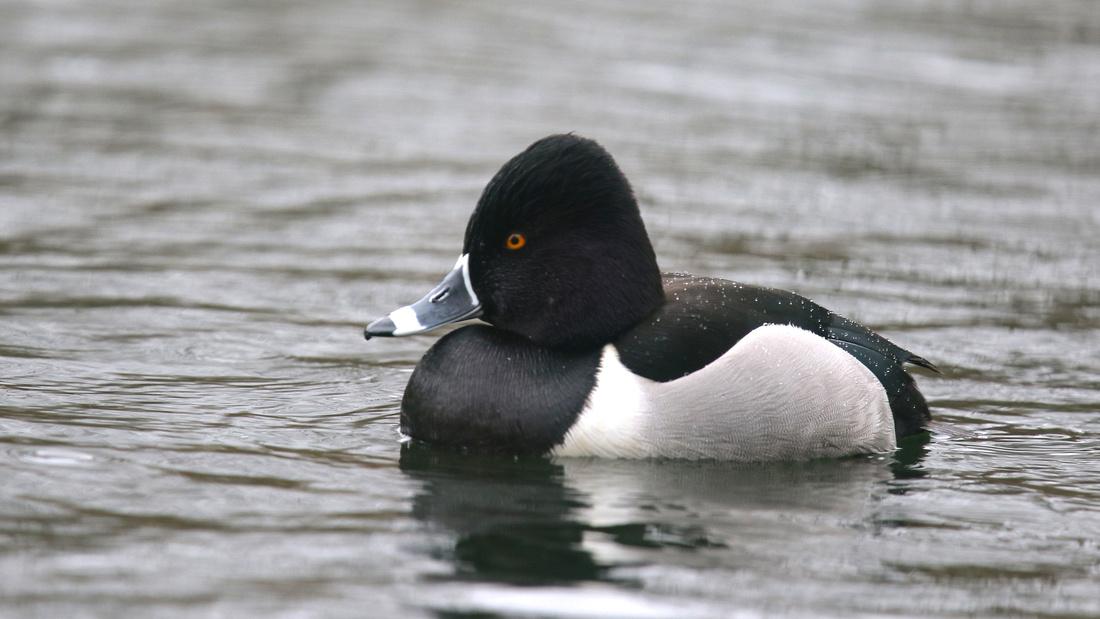 Ring-necked Duck, Pitlochry, February 2016