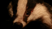 Badger, Rothiemurchus, February 2016