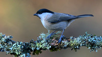 Marsh Tit, Forest of Dean, January 2016