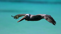 Brown Pelican, Arashi Beach, Aruba, November 2015