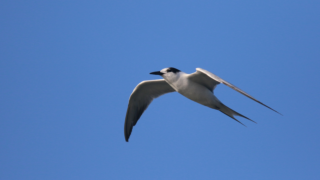 Common Tern. Arashi Beach, Aruba, November 2015