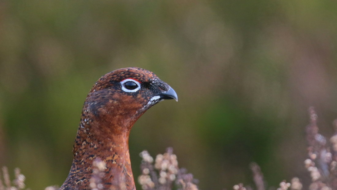 Red Grouse, Lochindorb, February 2016