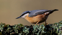 Nuthatch, Cannop Ponds, Forest of Dean, January 2016