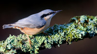 Nuthatch, Cannop Ponds, Forest of Dean, January 2016