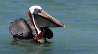 Cormorants and Pelicans