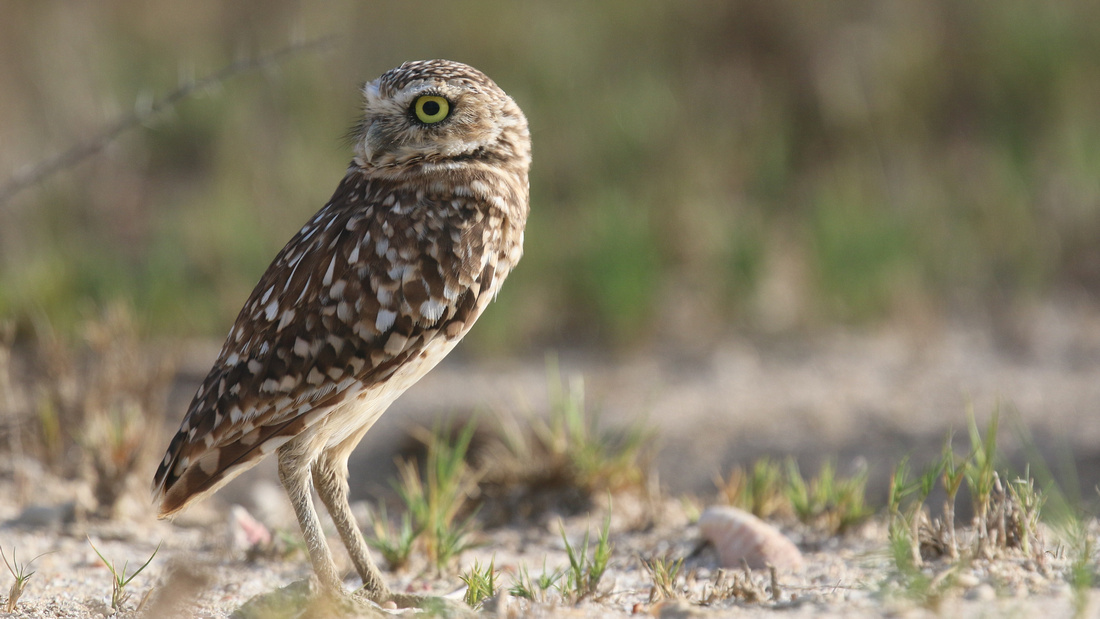 Burrowing Owl, Palm Beach, Aruba, November 2015