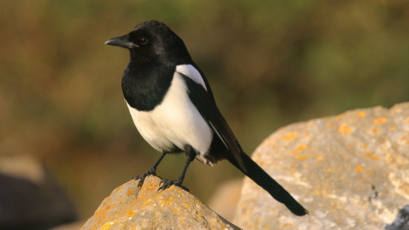 Magpie, Brean, January 2016