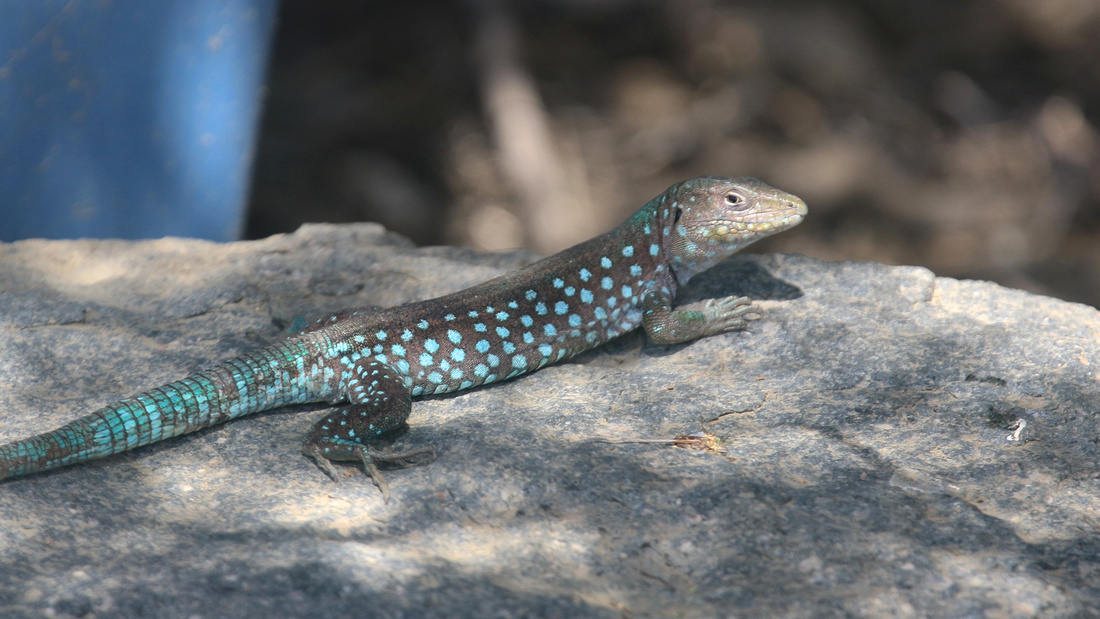 Aruban Whiptail Lizard, Alto Vista Chapel, Aruba, November 2015