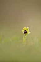 Early Spider-Orchid, Dorset Coast, April 2023