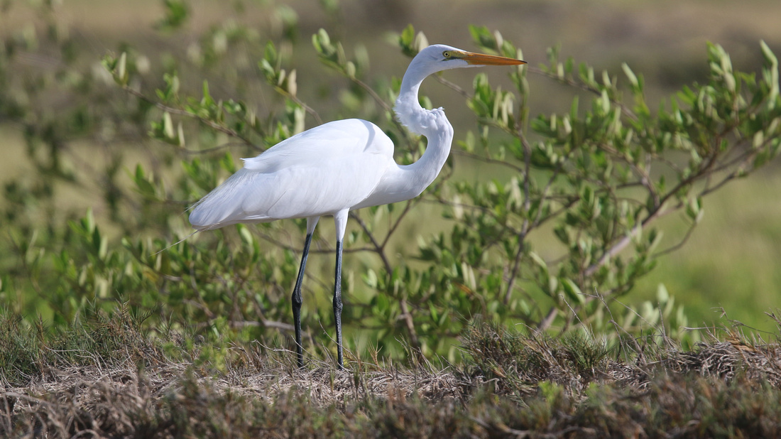 Great Egret, Palm Beach, Aruba, November 2015