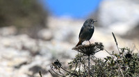 Black Redstart, Cape St Vicente, Portugal, September 2015