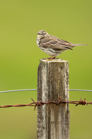Meadow Pipit, Floi, Iceland, June 2022