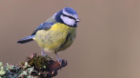 Blue Tit, Forest of Dean, January 2016