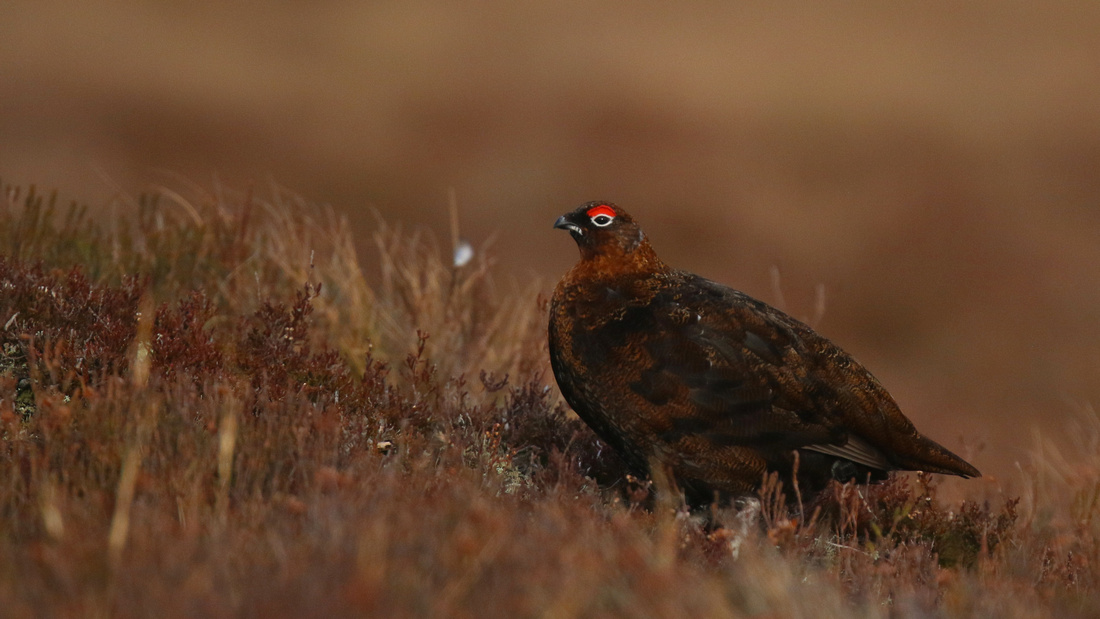 Red Grouse, Lochindorb, February 2016