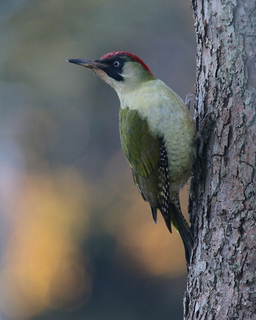 Green Woodpecker, Tockington January 2016