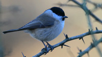 Marsh Tit, Forest of Dean, January 2016