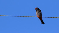 Red-footed Falcon,  Kivisili, Cyprus, April 2016