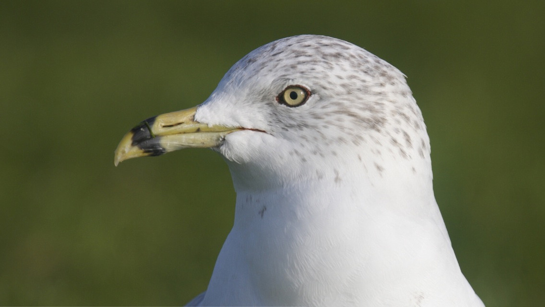 Ring-billed Gull, Gosport, December 2014