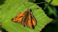 Large Skipper, Alun Valley, July 2016