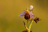Bee Orchid, Oldbury, June 2022