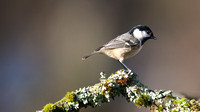 Coal Tit, Forest of Dean, January 2015