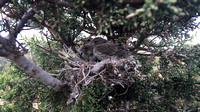 Greenfinch Nest, Cape Grecko, May 2016