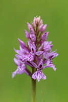 Common Spotted Orchid, Daneway Banks, June 2016