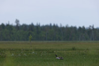 Common Crane, Tapionniemi, Finland, June 2023