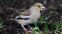 Hawfinch, Parkend, Forest of Dean, January 2017