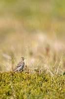 Red-throated Pipit, Vadso, Norway, June 2023