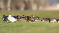 American Wigeon, Inverness, January 2017