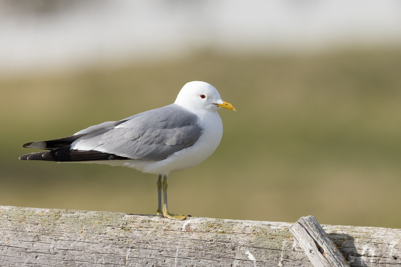 Common Gull, Ekkereoy, Norway, June 2023
