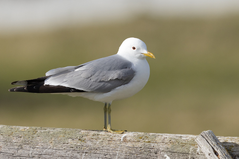 Common Gull, Ekkereoy, Norway, June 2023